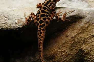 Lizards kaufen und verkaufen Photo: Anolis sabanus and many more Anolis