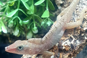 Echsen  kaufen und verkaufen Foto: breeding pair Anolis pogus, Hamm 03/26