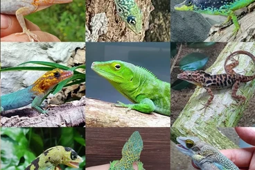 Echsen  kaufen und verkaufen Foto: Anolis for Hamm march A. grahami, A. sabanus, A. marmoratus, A. oculat