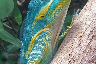 Echsen  kaufen und verkaufen Foto: Anolis equestris potior Hamm march 2026
