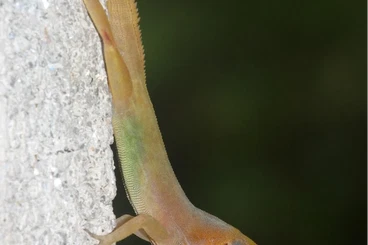 Echsen  kaufen und verkaufen Foto: Anolis wattsi, small Anolis species for Hamm march