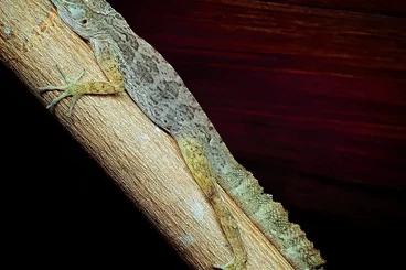 Echsen  kaufen und verkaufen Foto: 1.1 Anolis gundlachi adult Hamm march 2026