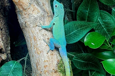 Echsen  kaufen und verkaufen Foto: 1.2 Anolis grahami subadult Hamm march