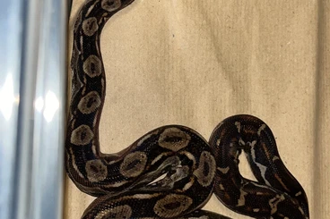 Boas kaufen und verkaufen Photo: 1.0 Boa constrictor i. Nicaragua