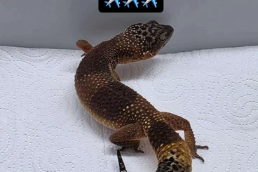 Geckos kaufen und verkaufen Photo: Leopardgecko - Female - Weibchen - Black Night Mandarin - Lava