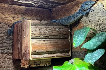 Warane kaufen und verkaufen Foto: Varanus Macraei 1.1 Junges Pärchen