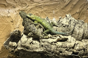 andere Echsen kaufen und verkaufen Foto: 1.1 Sceloporus malachiticus