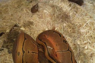 Ball Pythons kaufen und verkaufen Photo: Pinstripe 100 Prozent Sunset 66 Pos het piebold