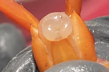 Spiders and Scorpions kaufen und verkaufen Photo: Valhalla & 0.1 Phan Cay Blue adult – Vogelspinnen Komplettpaket – 290