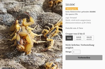 Skorpione kaufen und verkaufen Foto: Tityus stigmurus ENZ "bulk"