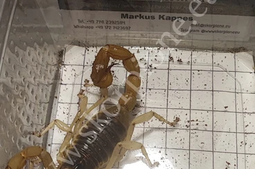 Skorpione kaufen und verkaufen Foto: Zur Abgabe Hadrurus arizonensis 1.1