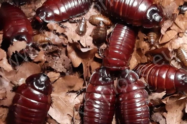 Insekten kaufen und verkaufen Foto: Macropanesthia rhinoceros 1.1