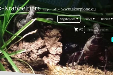 Scorpions kaufen und verkaufen Photo: Zur Übergabe Reptilienbörse Giessen oder Abholung