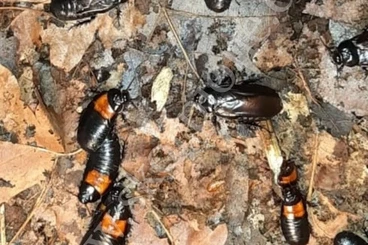 Insects kaufen und verkaufen Photo: Biete Panesthia angustipennis cognata