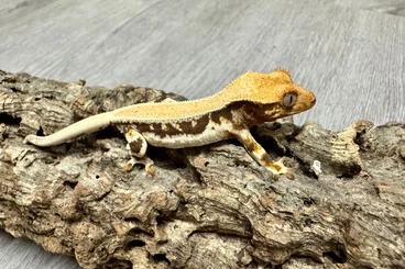 Geckos kaufen und verkaufen Foto: Phelsuma klemmeri, rhacodactylus auriculatus, correlophus ciliatus