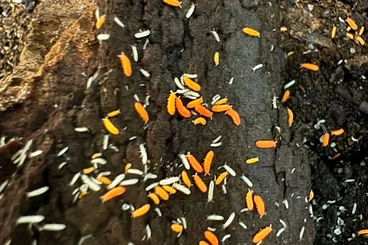 other Arthropoda kaufen und verkaufen Photo: Yuukianura aphoruroides - orange springtail