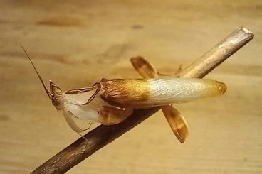 Insects kaufen und verkaufen Photo: Hymenopus coronatus frisch adultes Männchen