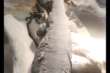 Monitor lizards kaufen und verkaufen Photo: 1.1 normal varanus varius
