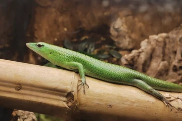 Echsen  kaufen und verkaufen Foto: Phesulma laticauda , Lamprolepis