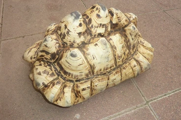 Turtles and Tortoises kaufen und verkaufen Photo: Weibliche Pantherschildkröte