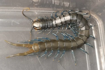 Myriapoda kaufen und verkaufen Foto: Für Wien oder Hamm, derzeit noch kein Versand
