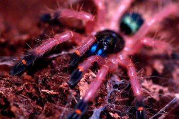 Spiders and Scorpions kaufen und verkaufen Photo: Für Hamm, Stand in RG ( Tribüne)