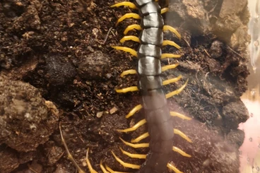 Myriapoda kaufen und verkaufen Foto: Für Terraristika Hamm. STAND in RG ( Tribünenhalle)