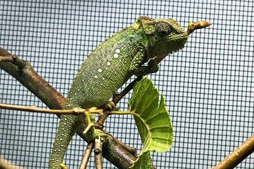 Chamäleons kaufen und verkaufen Foto: Suche 0.0.x Bradypodion thamnobates