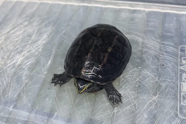 Turtles kaufen und verkaufen Photo: Kinosternon baurii, young female