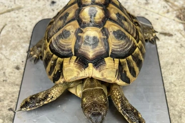 Tortoises kaufen und verkaufen Photo: Testudo hermanni hermanni