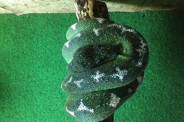 Boas kaufen und verkaufen Photo: 1.0 Corallus Batesi zu verkaufen