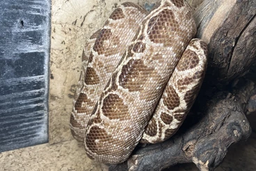 Boas kaufen und verkaufen Photo: 1.0 Corallus Hortulanus Gartenboa