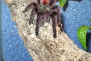 - bird spiders kaufen und verkaufen Photo: Suche verschiedene Vogelspinnen