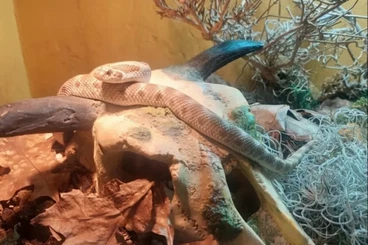 Colubrids kaufen und verkaufen Photo: Heterodon nasicus / Hakennasennatter