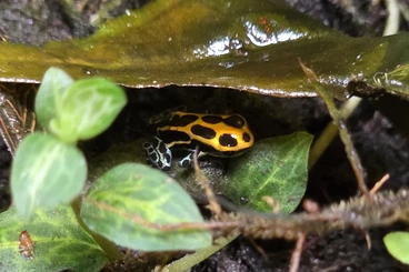 Pfeilgiftfrösche kaufen und verkaufen Foto: Ranitomeya amazonica "Arena Blanca" Nachzuchten