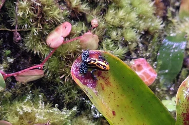 Pfeilgiftfrösche kaufen und verkaufen Foto: Ranitomeya amazonica "Arena Blanca" Nachzuchten