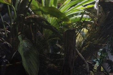 Chamäleons kaufen und verkaufen Foto: Verkaufe Jemen Weibchen (Calyptratus) mit Terrarium + Equipment