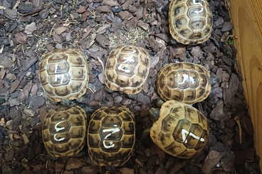 Tortoises kaufen und verkaufen Photo: Testudo graeca maurische Landschildkröten 2025