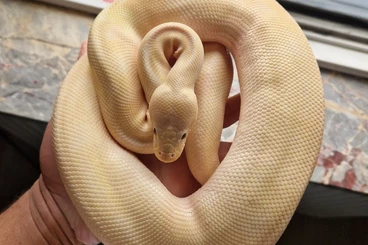 Ball Pythons kaufen und verkaufen Photo: Banana Champagne Pastel Königspython