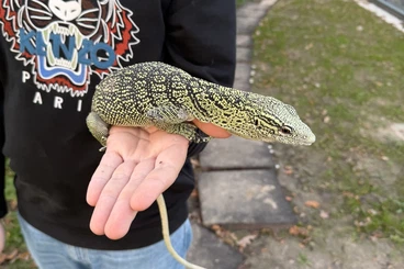 Monitor lizards kaufen und verkaufen Photo: Varanus reisingeri CB2022 1.0