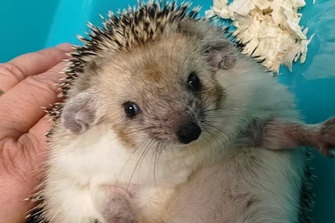 Exotic mammals kaufen und verkaufen Photo: Hemiechinus auritus (Ježek ušatý )