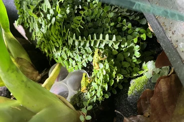 Pfeilgiftfrösche kaufen und verkaufen Foto: Oophaga Pumilio Männchen zur Abgabe