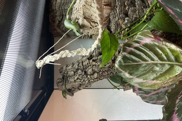 Skinks kaufen und verkaufen Photo: Lamprolepis smaragdina, Smaragdskink