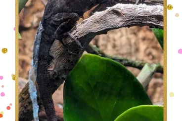 other lizards kaufen und verkaufen Photo: Suche Bahama Anolis Weibchen