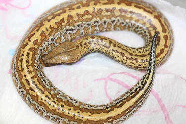 Pythons kaufen und verkaufen Photo: Batik Bloodpython / Blutpython (Python brongersmai)