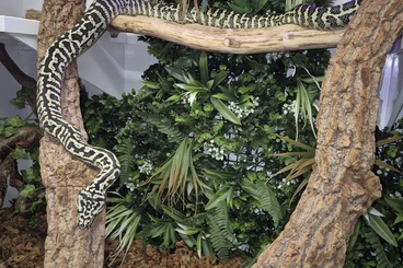Pythons kaufen und verkaufen Photo: Morelia Spilota Cheynei Zebra