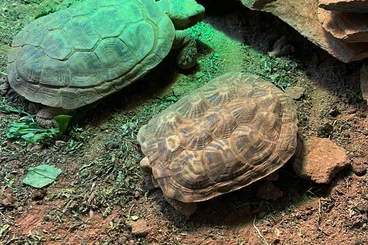 Tortoises kaufen und verkaufen Photo: 1.2.0 Malacochersus tornieri/ Spaltenschildkröten