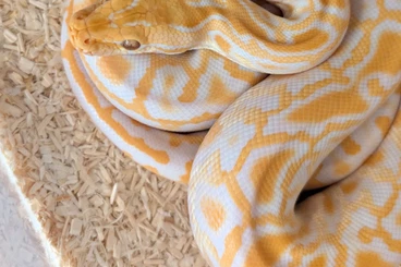 Pythons kaufen und verkaufen Photo: Tigerpython 0.1 Albino 66%het Pied/Caramel/Granite