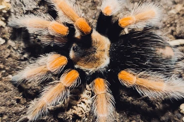 Spinnen und Skorpione kaufen und verkaufen Foto: Für Hamm im März oder zum Versand