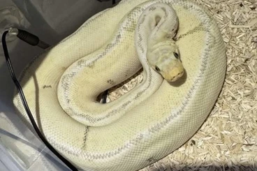 Ball Pythons kaufen und verkaufen Photo: Königspython Killer bee Clown 1.0